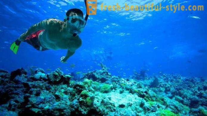 Apakah snorkeling dan di mana mereka boleh lakukan?