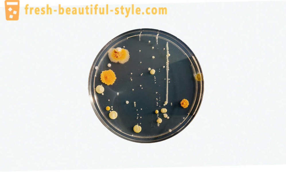 5 salah faham biasa mengenai bakteria