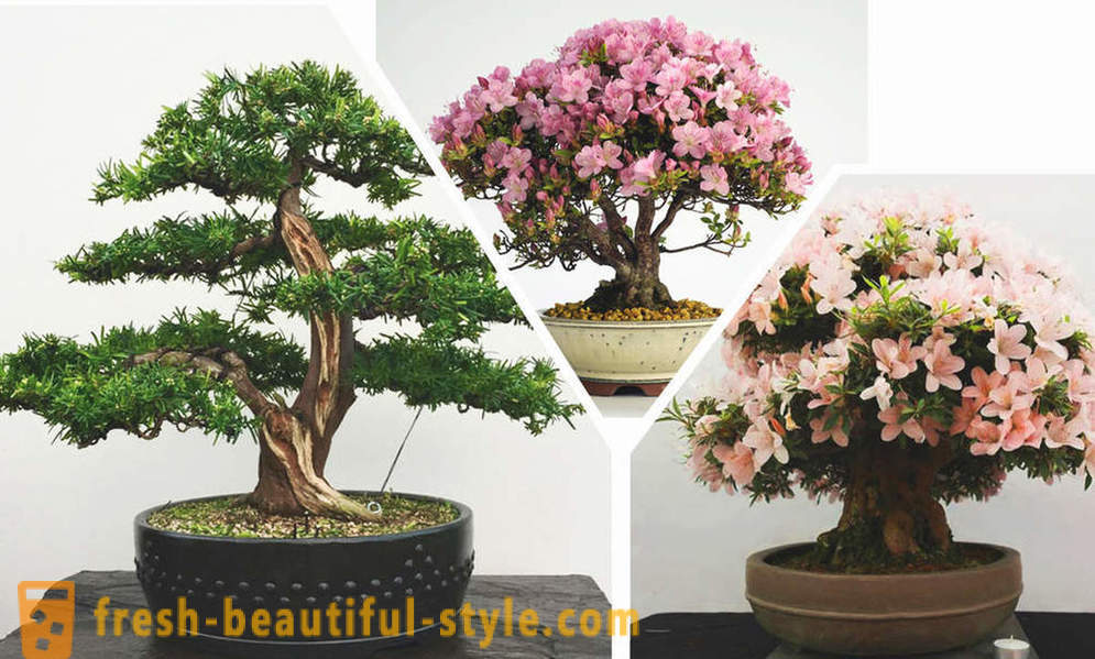 Memudahkan, lihatlah, bonsai: peraturan gaya timur di kawasan pedalaman