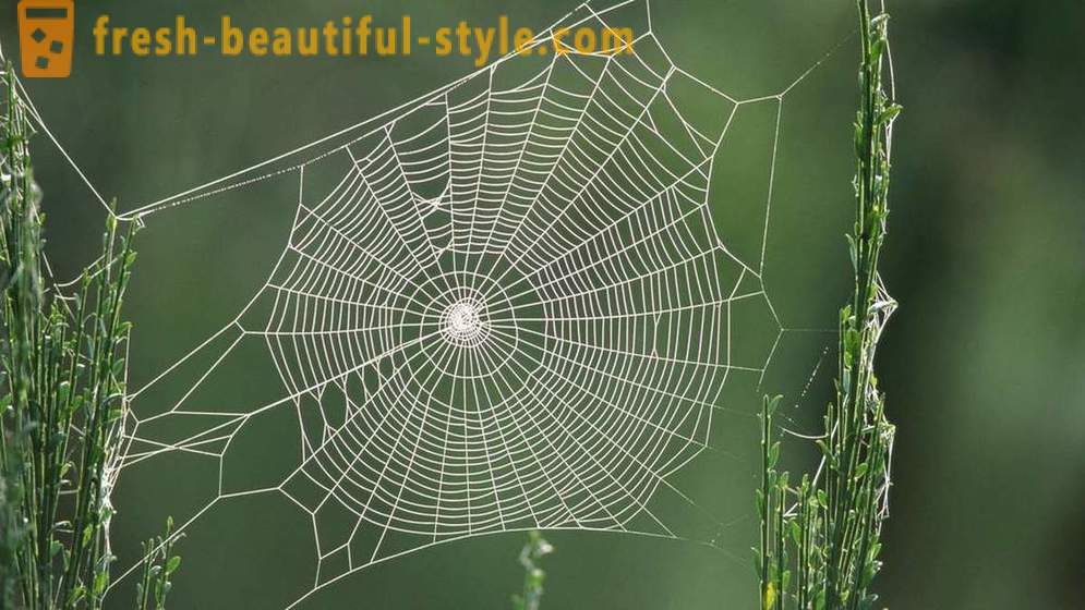 Mengapa tidak keliru labah-labah dalam webnya?