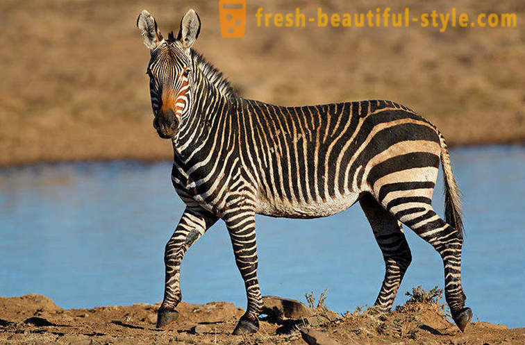 Apa warna zebra dan mengapa dia jalur