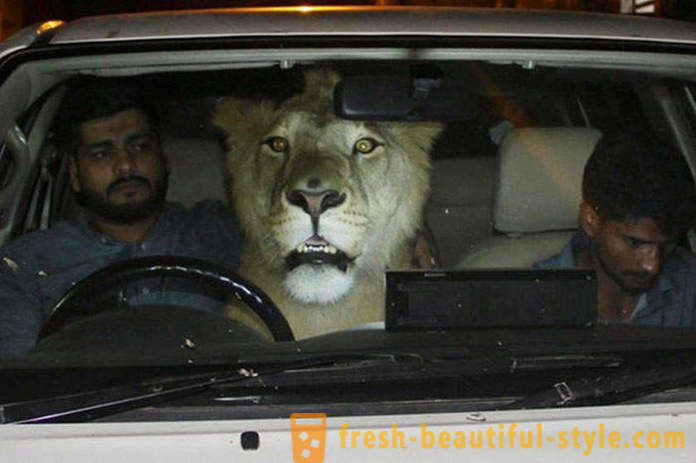 Dua adik-beradik dari Pakistan membawa singa bernama Simba