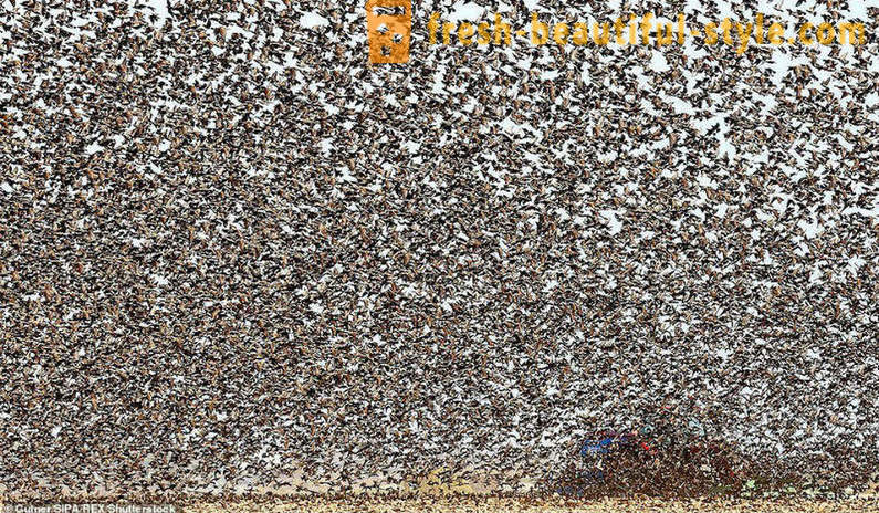 Beratus-ratus ribu starlings dibanjiri langit di kawasan luar Perancis