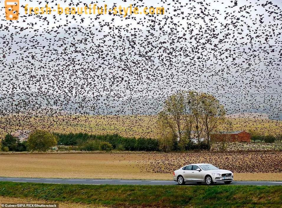 Beratus-ratus ribu starlings dibanjiri langit di kawasan luar Perancis