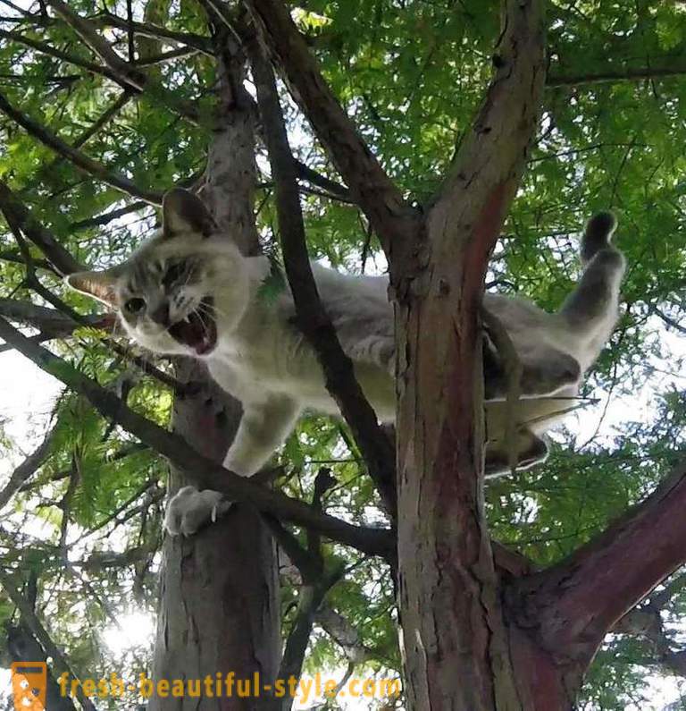 Pesara Amerika, memanjat pokok, menyelamatkan kucing