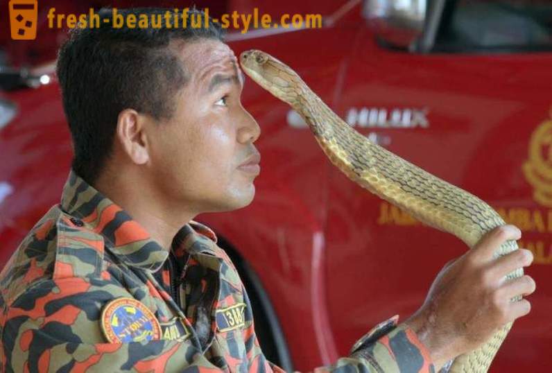 The tamer terkenal cobras mati akibat gigitan