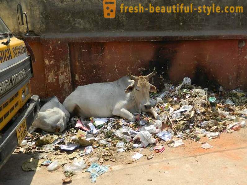 Lembu sesat - salah satu masalah India