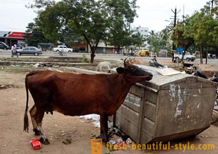 Lembu sesat - salah satu masalah India