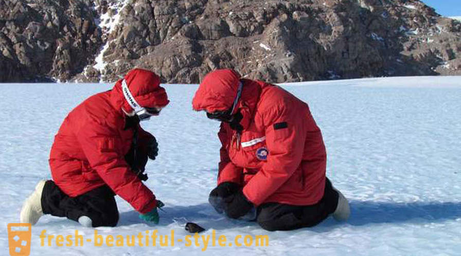 Apa yang begitu mengejutkan, saintis mendapati di Antartika