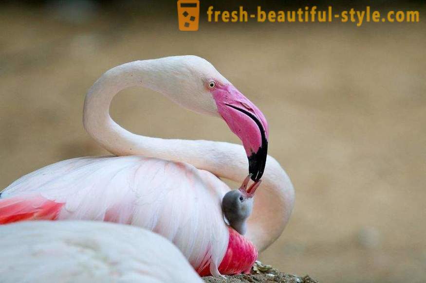 Flamingo - beberapa spesies tertua burung