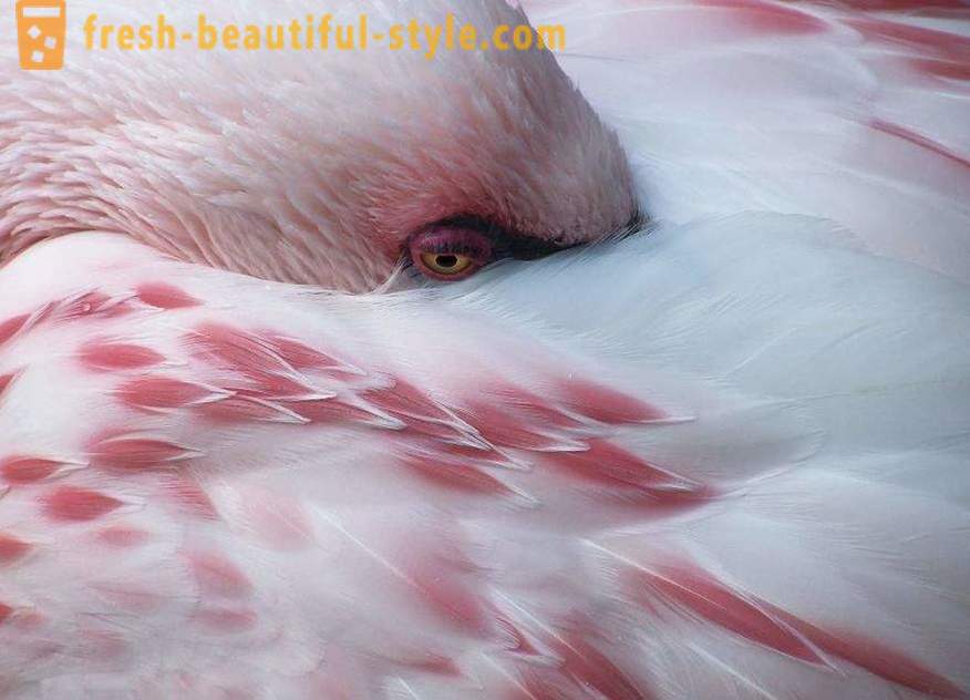 Flamingo - beberapa spesies tertua burung
