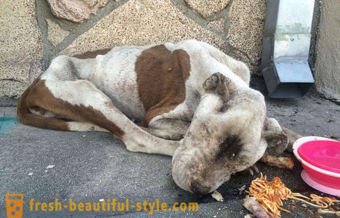 Mati pit bull: cerita sedih dengan akhir yang bahagia