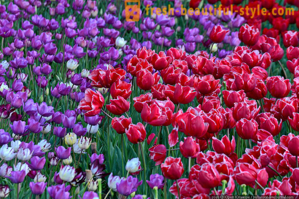 Beauty tulip Crimean di taman Nikitsky yang