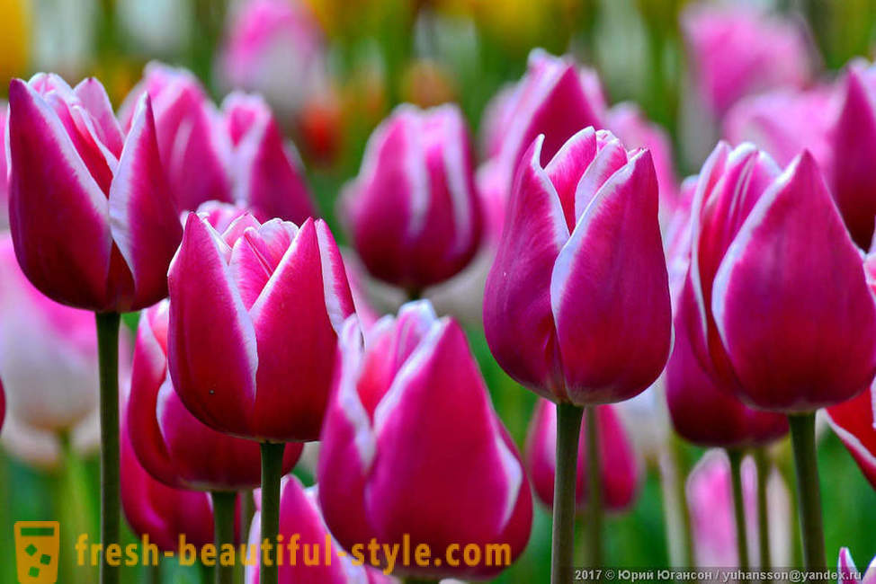 Beauty tulip Crimean di taman Nikitsky yang