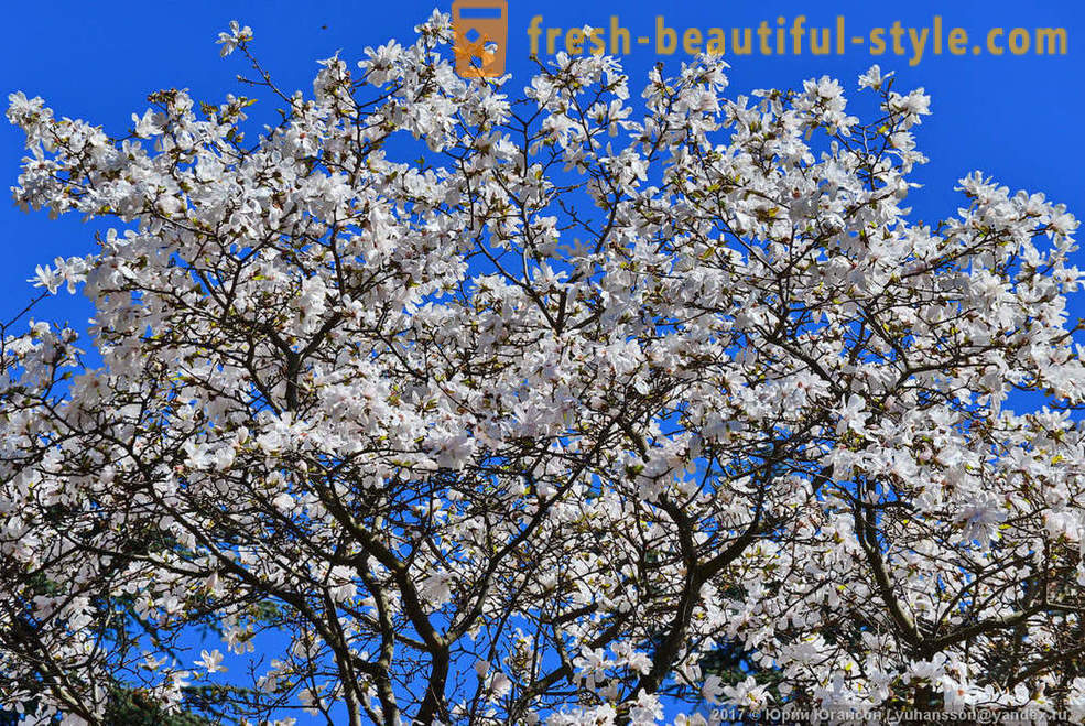 Beautiful magnolia mekar Crimean