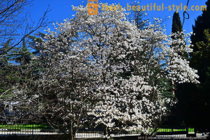 Beautiful magnolia mekar Crimean