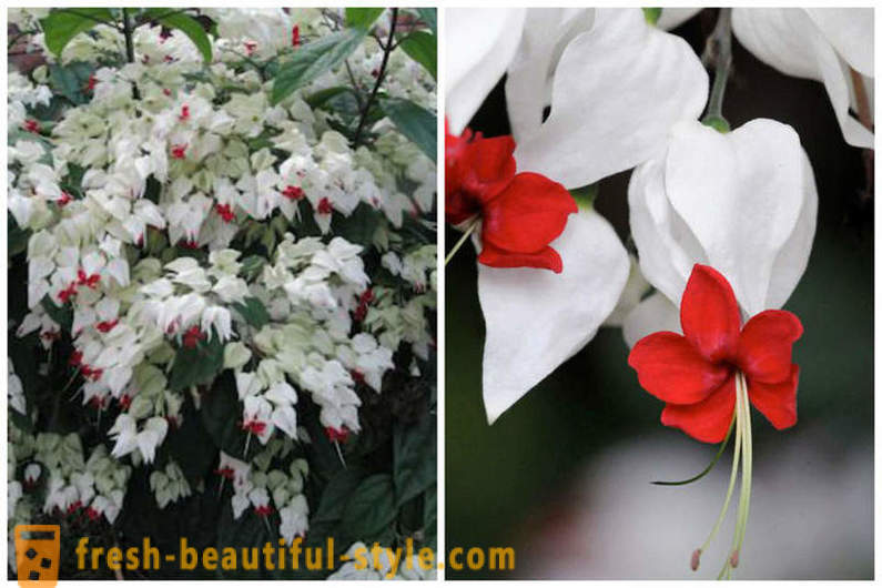 Bunga kayu putih dan keajaiban semula jadi yang lain