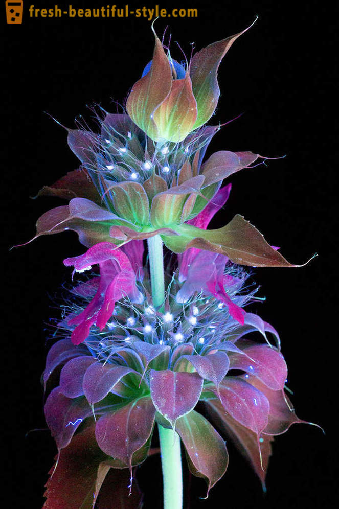 Gambar mempesonakan bunga, diterangi dengan cahaya ultraungu