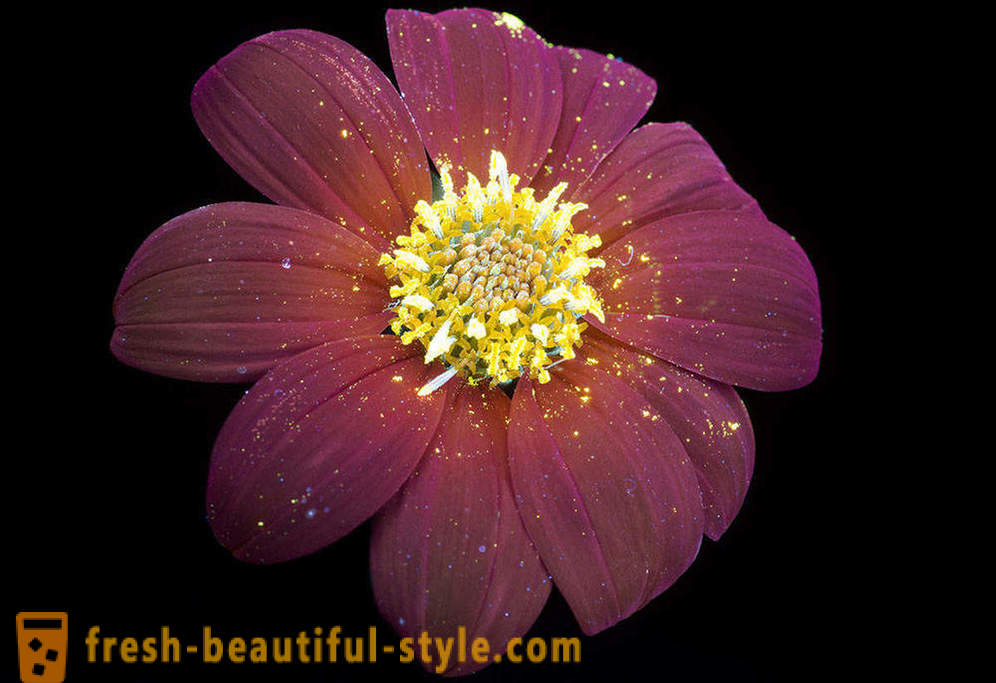 Gambar mempesonakan bunga, diterangi dengan cahaya ultraungu