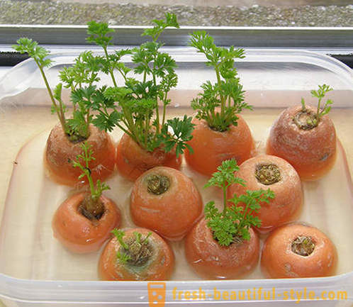 15 tanaman sayur-sayuran yang boleh ditanam pada jendela di rumah