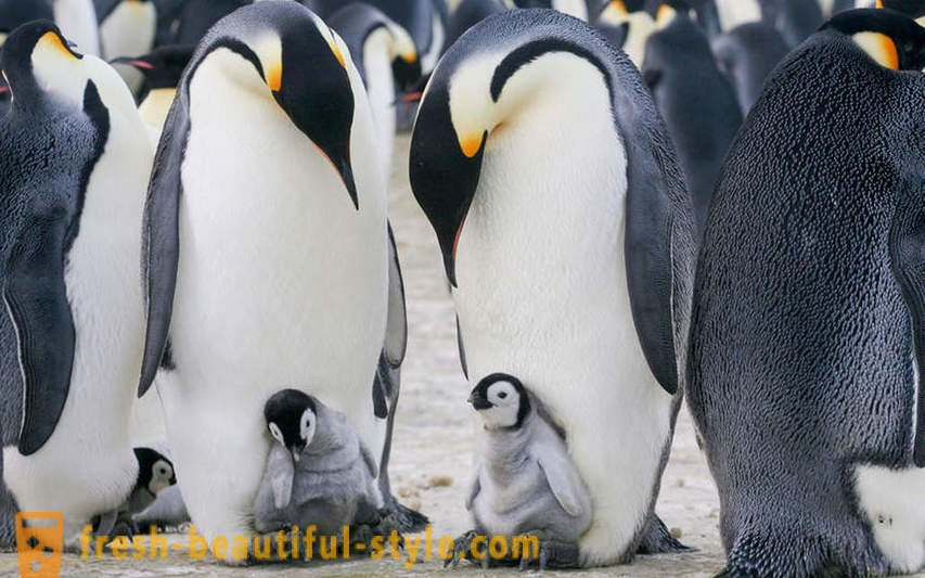 Ketika lelaki Maharaja penguin menjaga anak-anak mereka