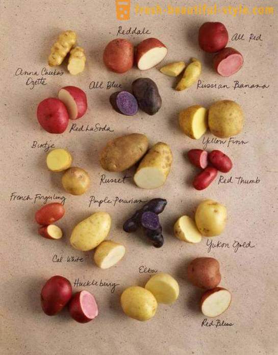 Apa yang anda perlu tahu tentang setiap kentang