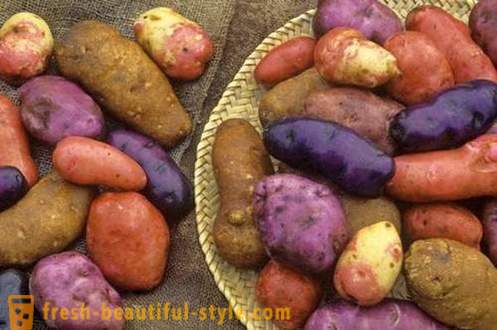 Apa yang anda perlu tahu tentang setiap kentang