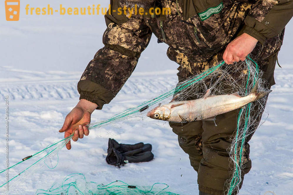 Bagaimana rybinspektory di Baikal
