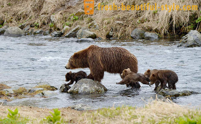 Atau mungkin tidak unik untuk filem Rusia kira-kira keluarga beruang?