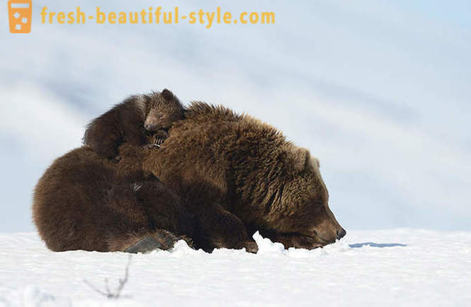 Atau mungkin tidak unik untuk filem Rusia kira-kira keluarga beruang?