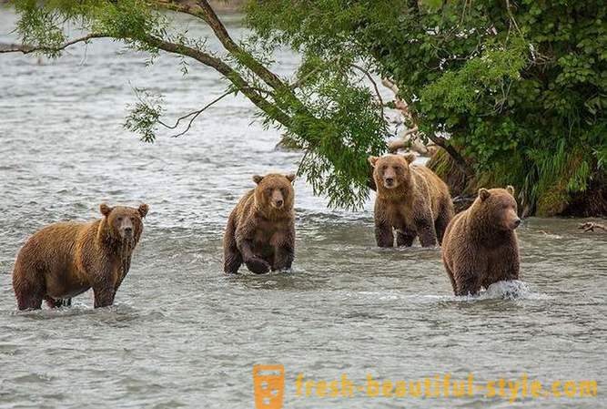 Asal Kamchatka: beruang Tanah