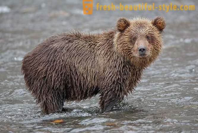 Asal Kamchatka: beruang Tanah
