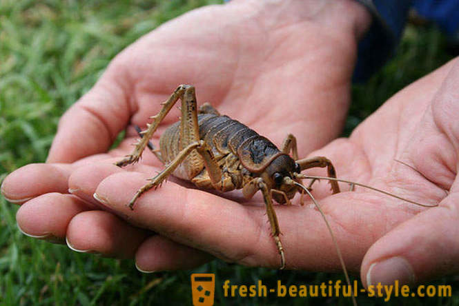 10 daripada kumbang planet paling dahsyat