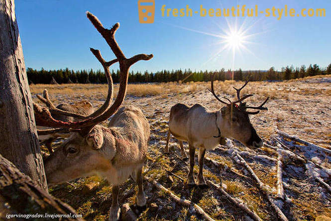 Dalam mencari Santa Claus di rusa husky Siberia