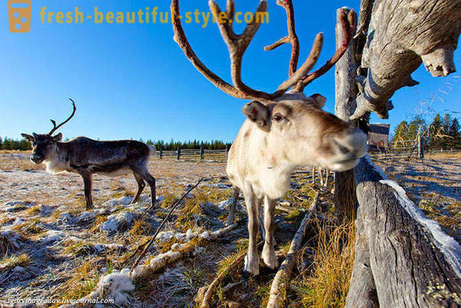 Dalam mencari Santa Claus di rusa husky Siberia
