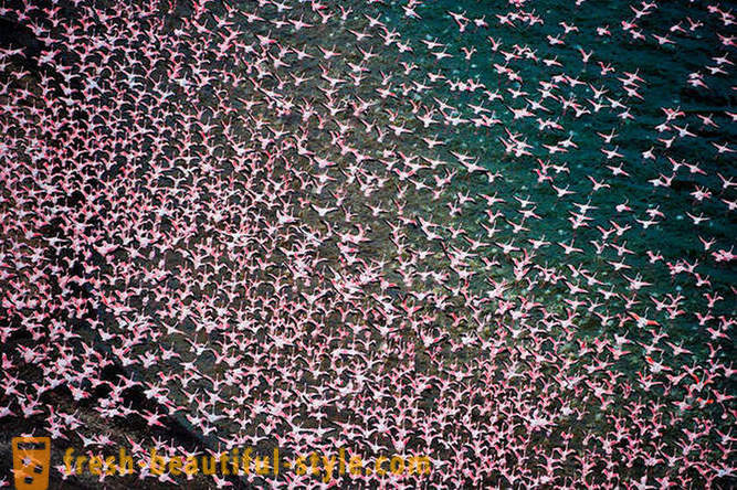 Negara flamingos merah jambu