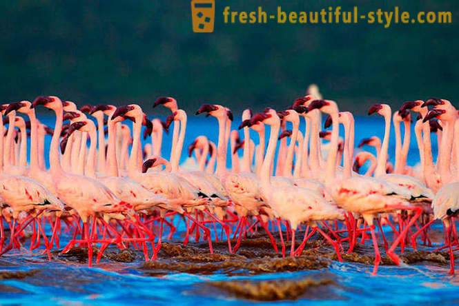 Negara flamingos merah jambu