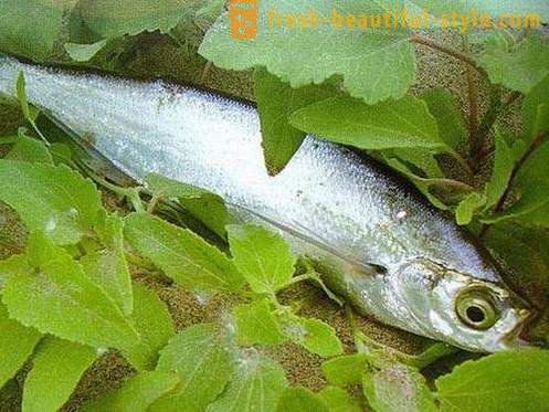 Mana sabrefish ikan biasa? Bagaimana untuk memasak sabrefish ikan?