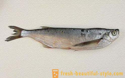 Mana sabrefish ikan biasa? Bagaimana untuk memasak sabrefish ikan?