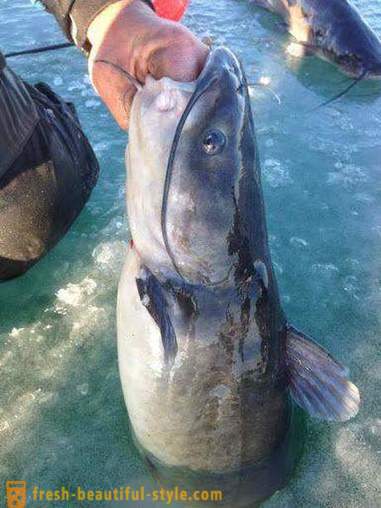 Penangkapan ikan keli di Kwok. Penangkapan Ikan Keli: 5 Cara Terbaik