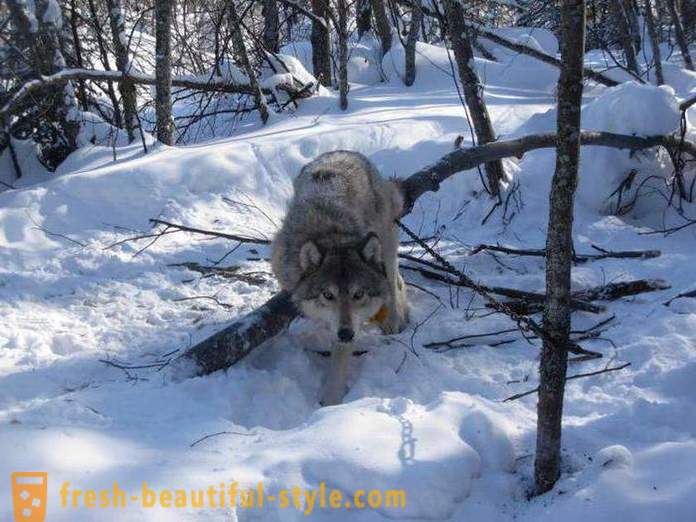 Wolf memburu. Kaedah serigala memburu