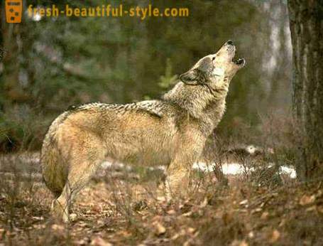 Wolf memburu. Kaedah serigala memburu